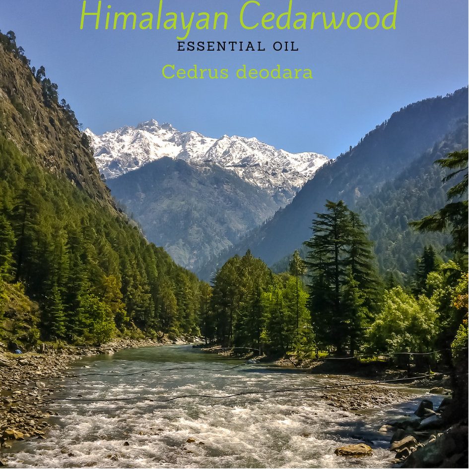 Himalayan Cedarwood Essential Oil, Organic, (Cedrus deodara).