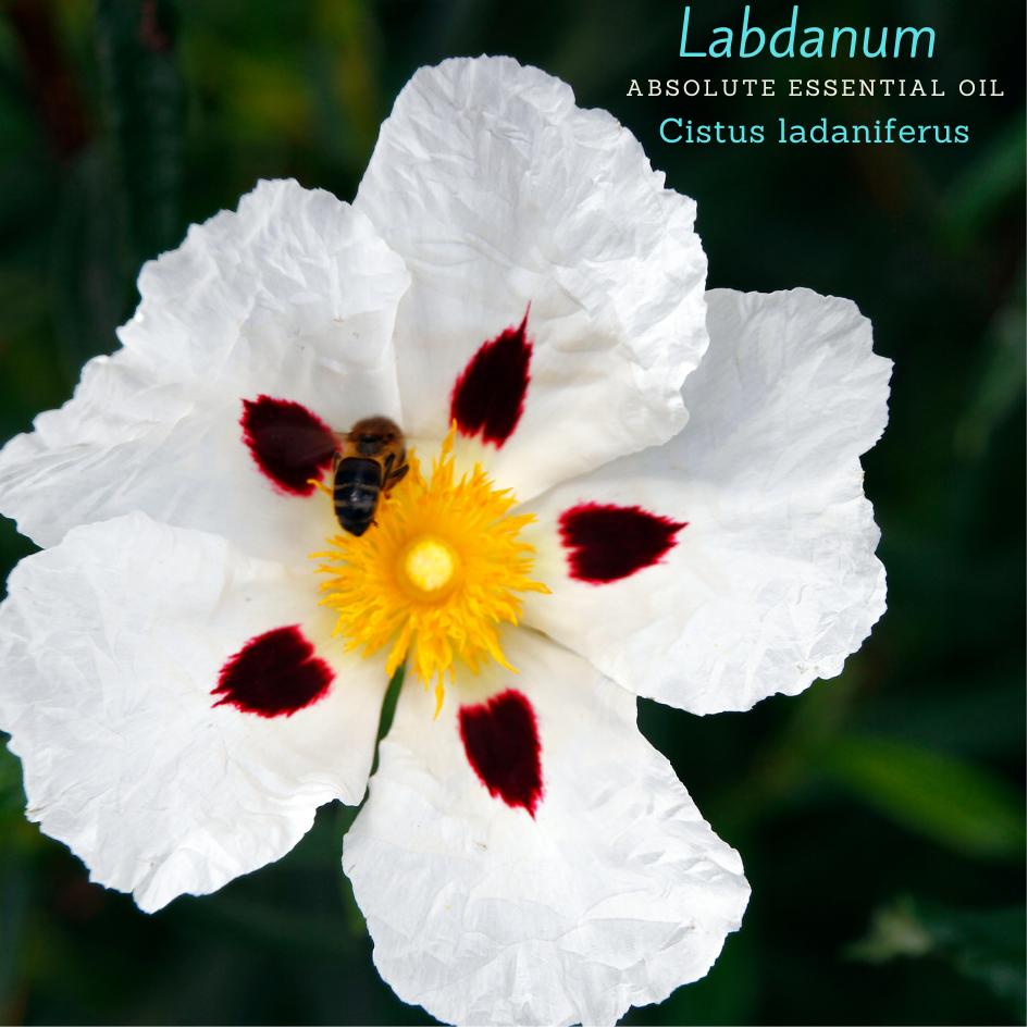 100% Pure,  Organic, (cistus Ladaniferus).
