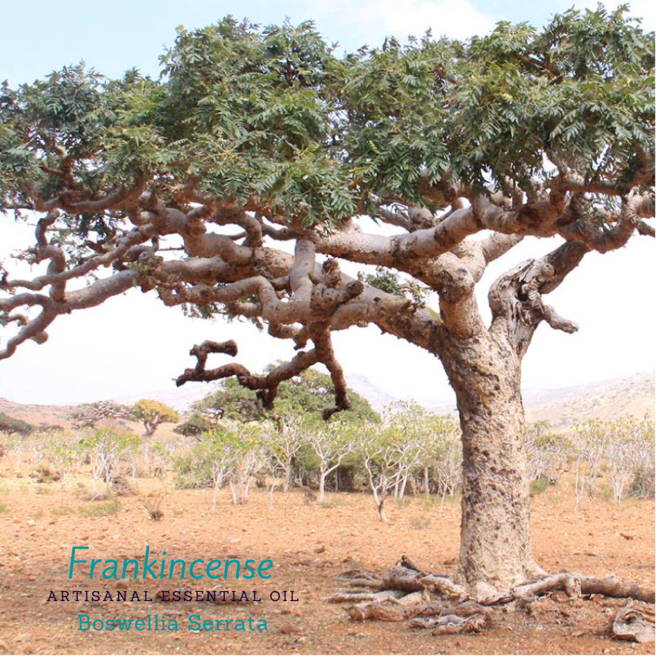 Artisanal Extraction, (boswellia Serrata).