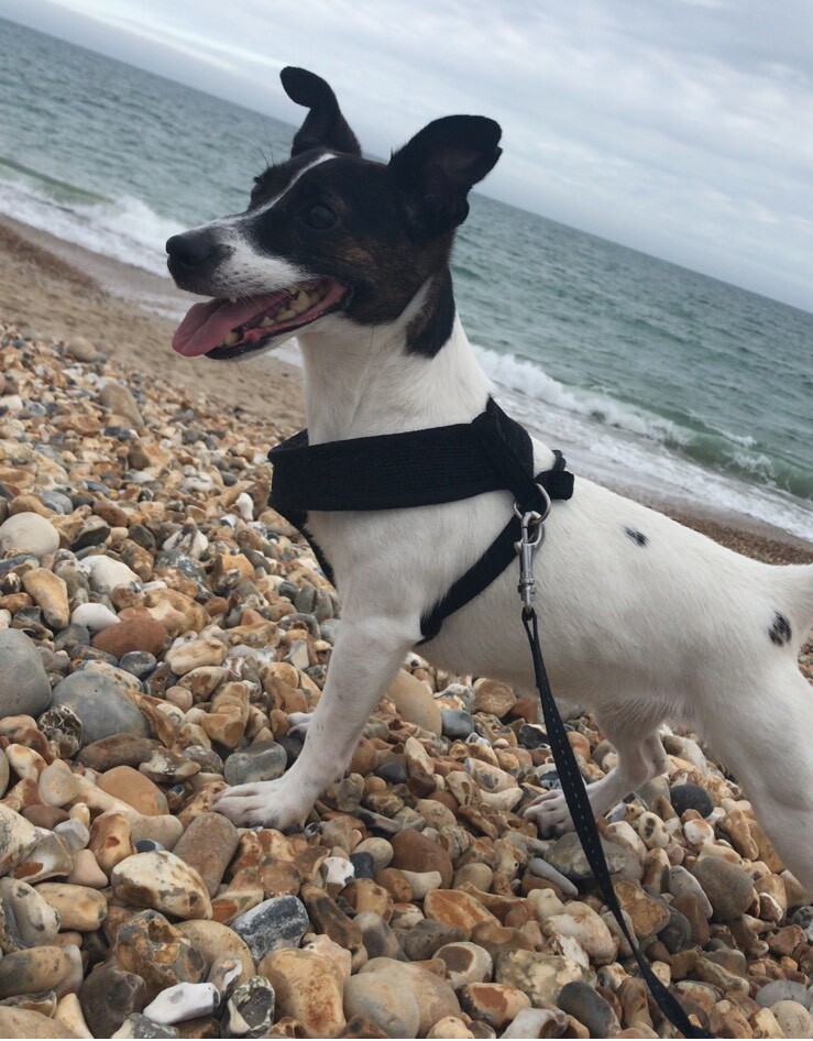 FREE dog walking | in Bournemouth, Dorset | Gumtree