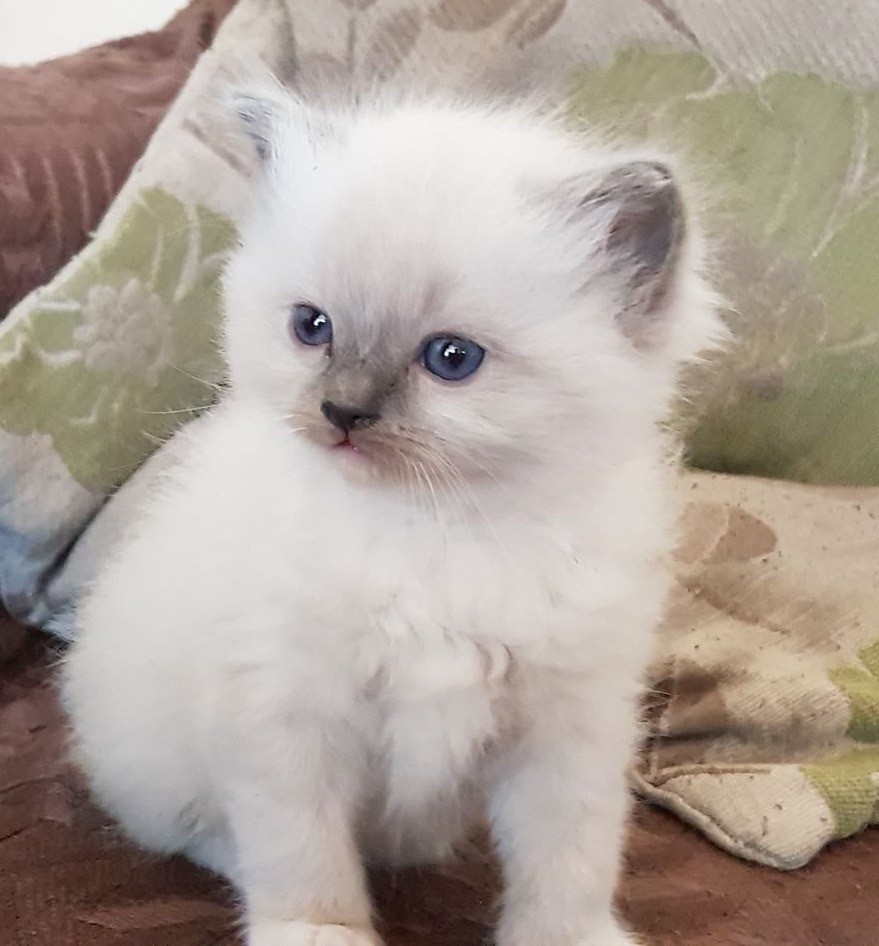 Beautiful Home Bred Pure Ragdoll Kittens PRICE REDUCED | in Armthorpe ...