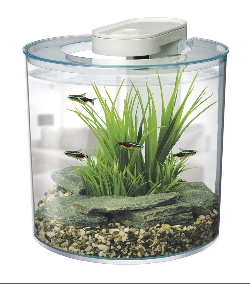 Free Betta Fish and neon tetra, Sale Marina 360 Aquarium 10L in