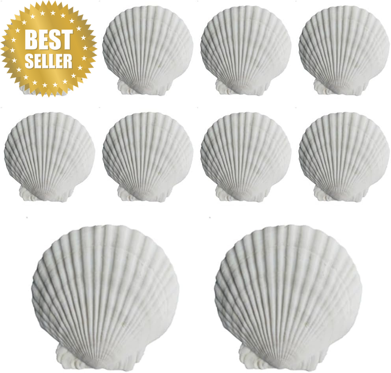 10Pcs Natural Scallop Shells, Large White Seashells, Useful DIY Handmade, High-Q