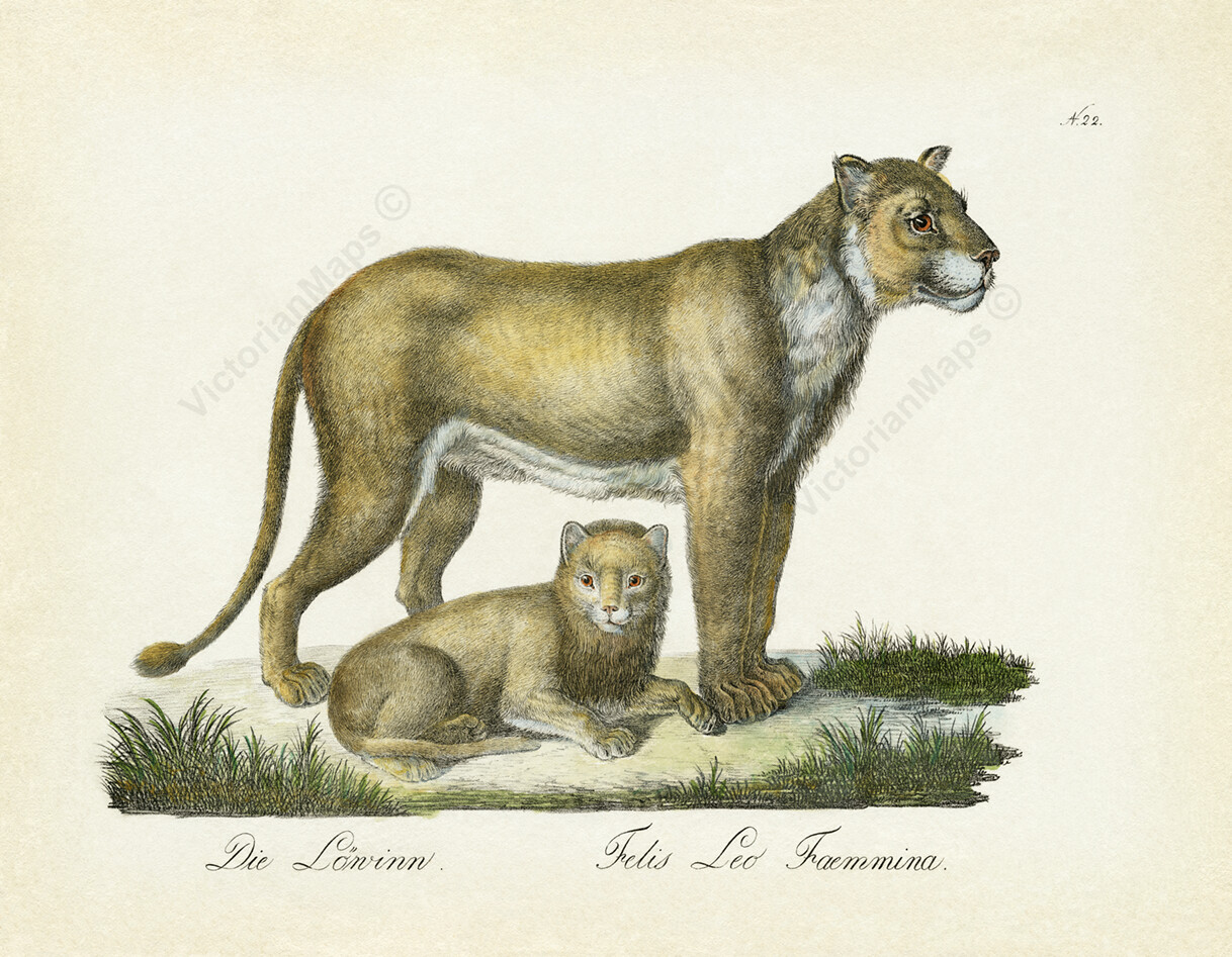 絵画 LIONSAN LION」 by TOMOYA｜Artmeter｜暮らしを彩るアートが、きっと見つかる
