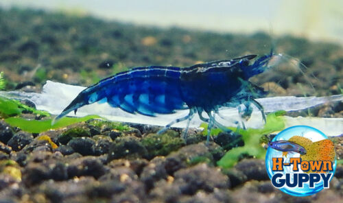 10 +1 Ultra Blue Dream - Freshwater Neocaridina Aquarium Shrimp. Live Guarantee
