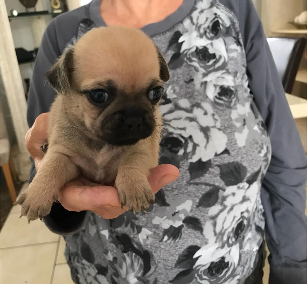 4 Stunning Chug Puppies For Sale (Pug x Chihuahua) in Coulby Newham