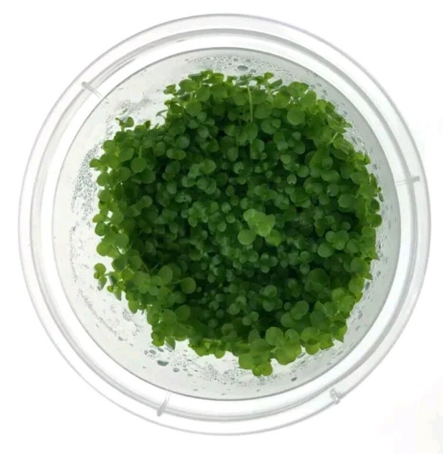 Tissue Culture Aquarium Plants - $ 58
