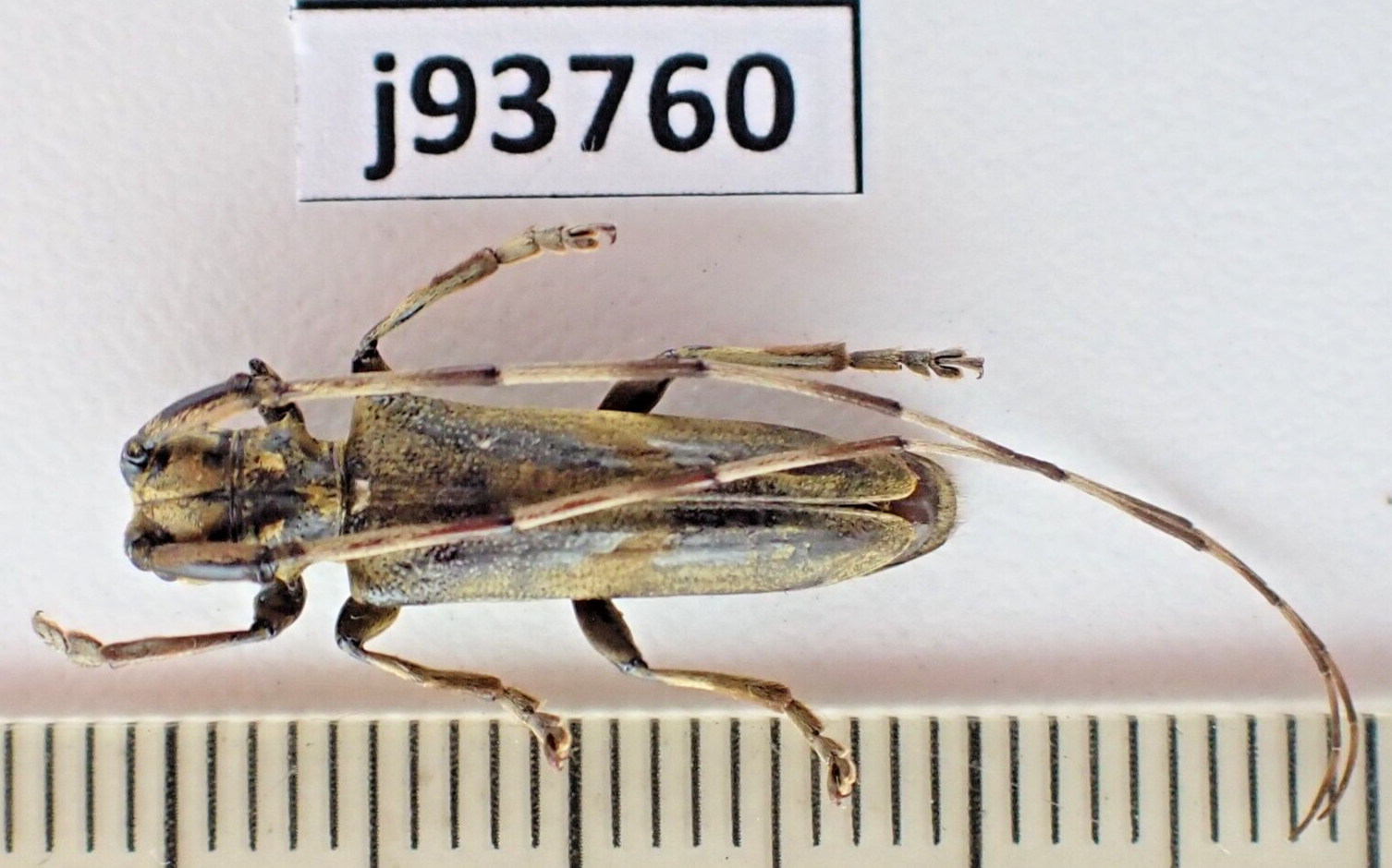 j93760. Insects, Cerambycidae sp. Vietnam North. A2 | eBay