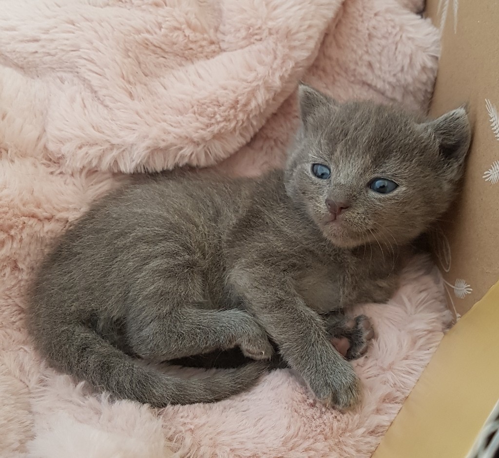 Ragdoll cross British shorthair kitten in Trumpington, Cambridgeshire Gumtree