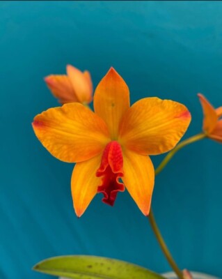 Ctt Miracle Of Mine 'Bertha' Blooming Orchid Eros Yellow Red Orchid 4  Pot