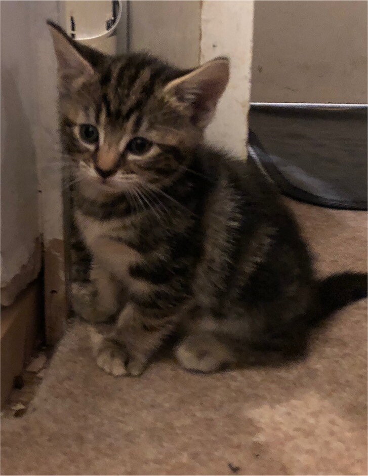 Beautiful Tabby Kittens for sale in StokeonTrent, Staffordshire