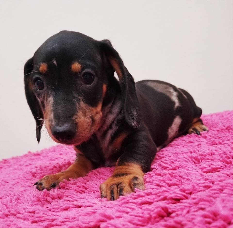 Silver Dapple Dachshund Puppies In Manchester Gumtree