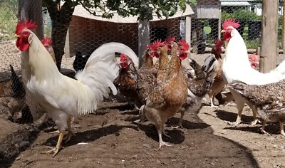 55 Flower Hen Auto Sexing Rare Breed! Jumbo White Eggs! NPIP AI Clean FREE SHIP!