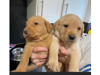 Labradors for sale 