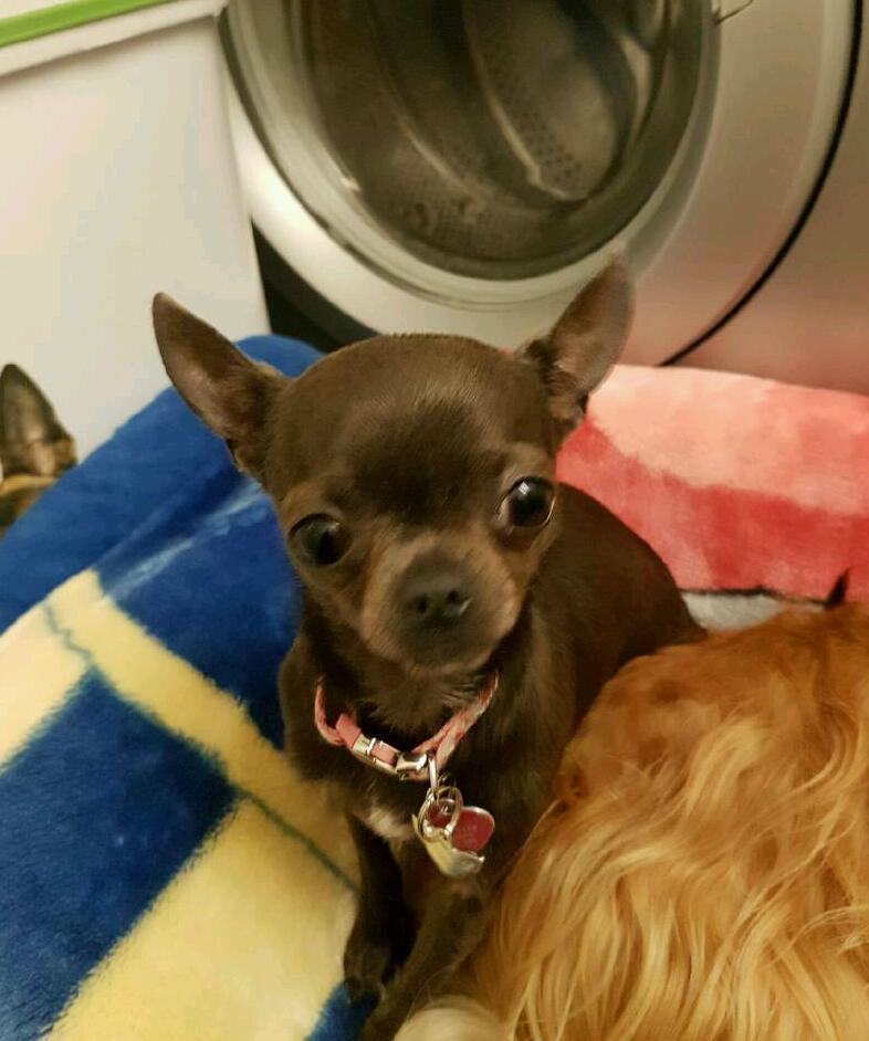 Kc registered teacup chihuahua female in Ossett, West Yorkshire Gumtree