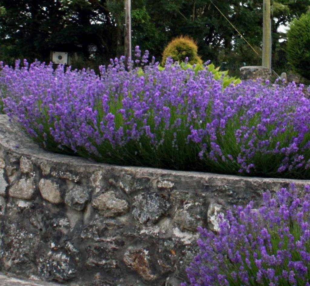 Lavender plants flowers shrubs in Truro, Cornwall Gumtree