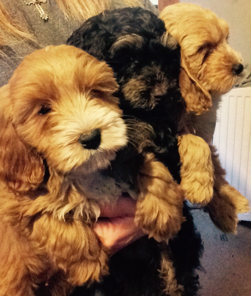 F2 cockapoo puppies in Galashiels, Scottish Borders Gumtree