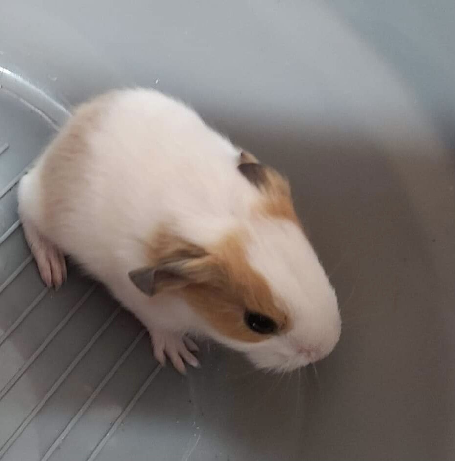 Extremely cute baby guinea pigs for sale in Hengoed, Caerphilly Gumtree