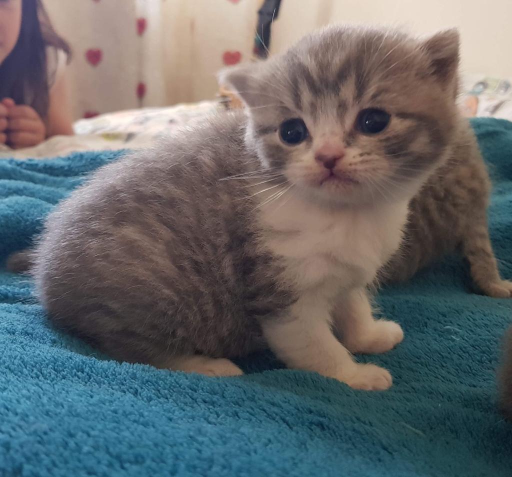 British shorthaired kittens in Woodhall Spa, Lincolnshire Gumtree