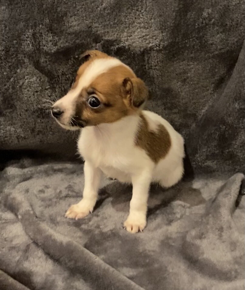 Miniature Jack Russell Puppies in Lower Kingswood, Surrey Gumtree