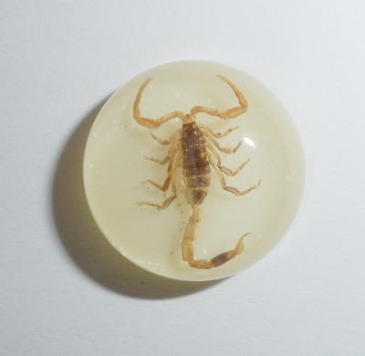 Insect Cabochon Black Scorpion Specimen Round 19 mm Clear 10 pieces Lot