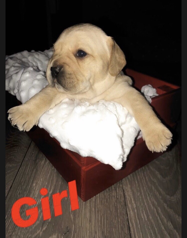 French bulldog cross cocker spaniel in Burnham, Berkshire Gumtree