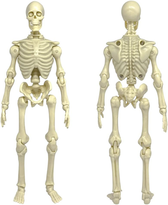 Super Articulated Type S 8 Inch Skeleton Action Figure