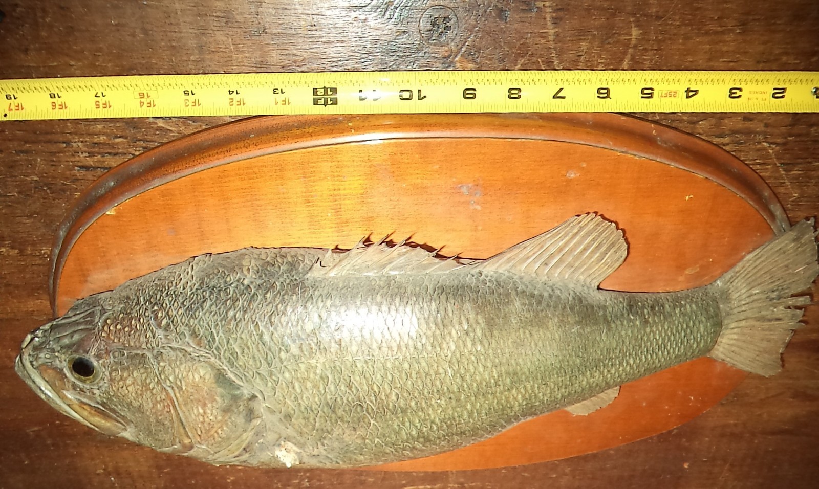 VIntage Primitive Cabin Taxidermy Taxidermied Fish Fishing Hunting PA Barn Find