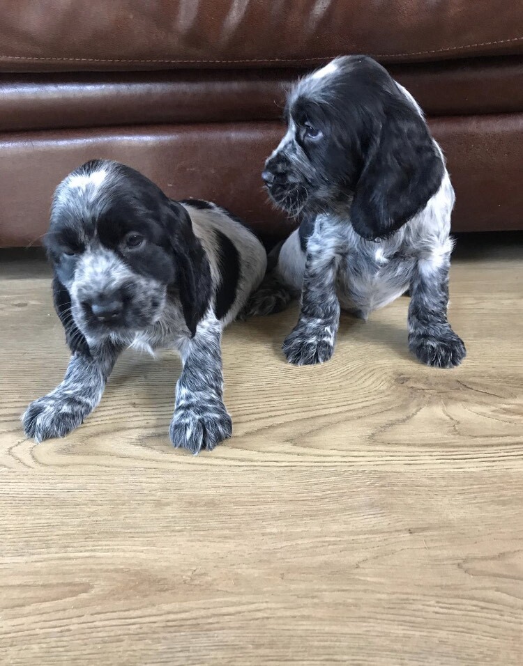 Cocker spaniels Blue Roan in Newhaven, Edinburgh Gumtree