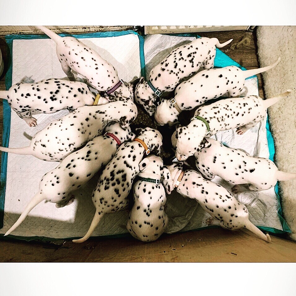 Dalmatian puppies for sale! | in South Dakota USA