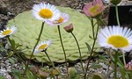 cushions-craft