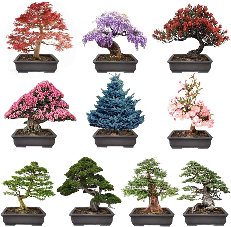 300+ Bonsai Tree Seeds – 10 Popular Varieties of Non GMO Heirloom Bonsai Seeds R