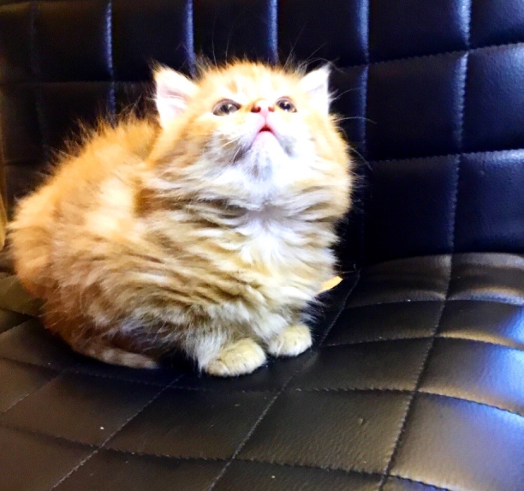 Long Haired Pure Ginger Male Kitten For Sale in Bromley, London Gumtree