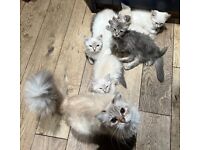 Stunning Siberian Kittens for sale