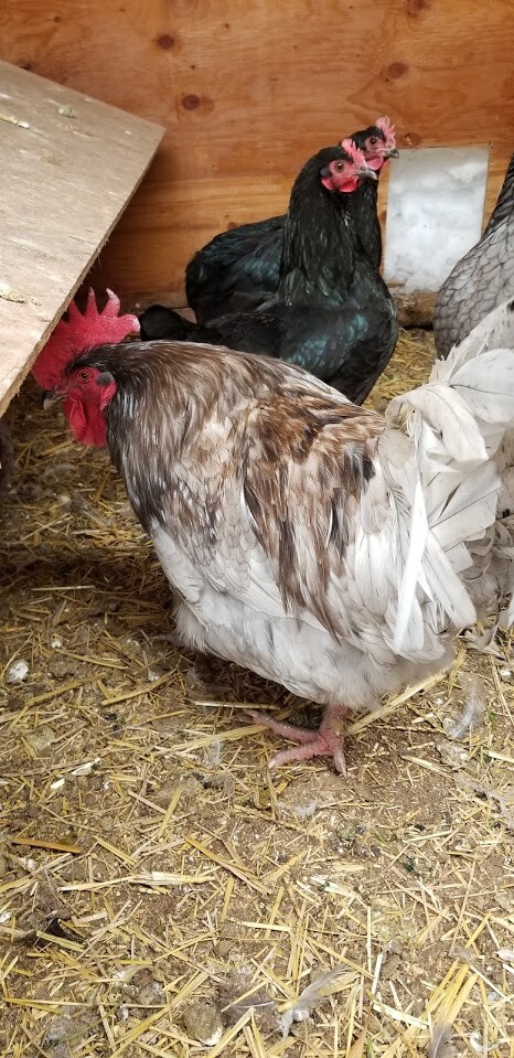 12+ Blue, Splash, and Black French Maran Fertile Hatching Eggs Heritage Ranged