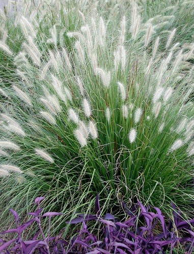 1 x Pennisetum alopecuroides 1 Liter(Ziergras/Gräser/Stauden) Lampenputzergras