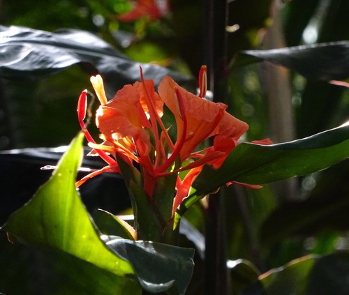 Hedychium Greenii Rare Exotic Ginger Lily Bulb Ebay