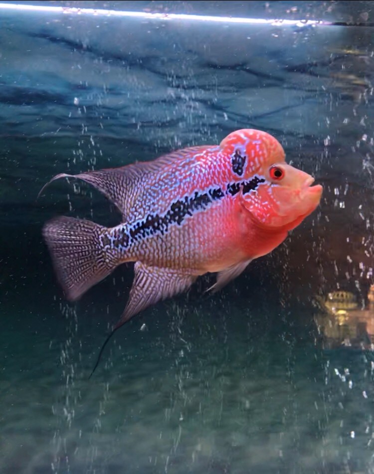 Stunning Male Flowerhorn!.. Sad Sale! | in Newton Aycliffe ...