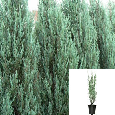 Juniperus Sky Rocket 5 Gallon Hedge Juniperus Chinensis Scopulorum Live Plant