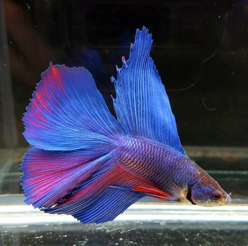 Male Blue Red Doubletail Halfmoon Betta (N131)