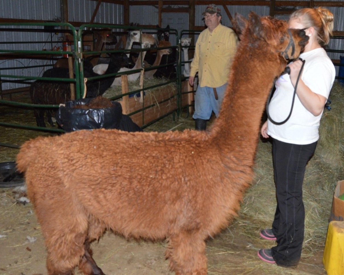 RAW Alpaca Fleece/Fiber Brown 2nds, 10 oz