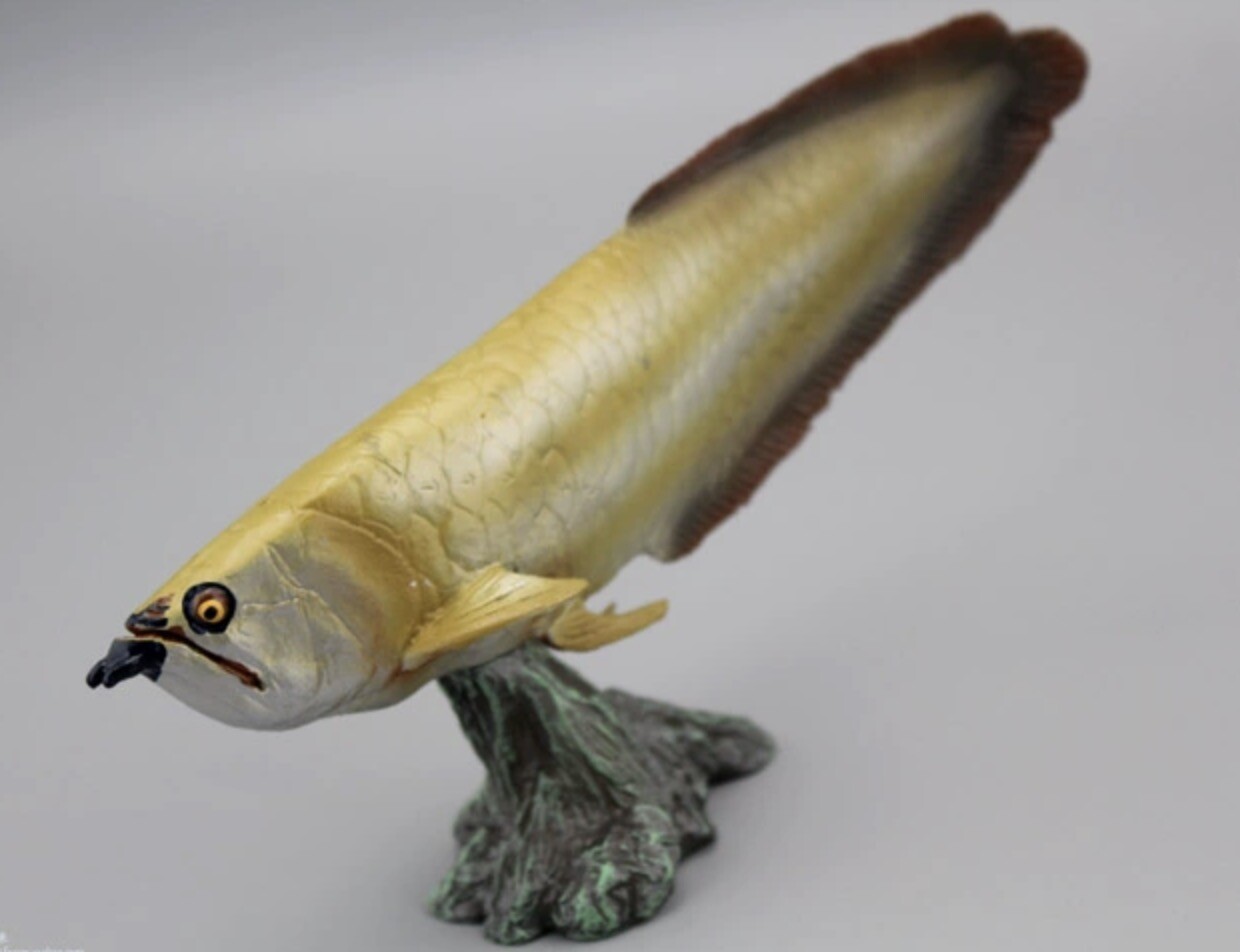 arowana様 なかなか淡水魚とは思えないカラフルな子達です。 They are