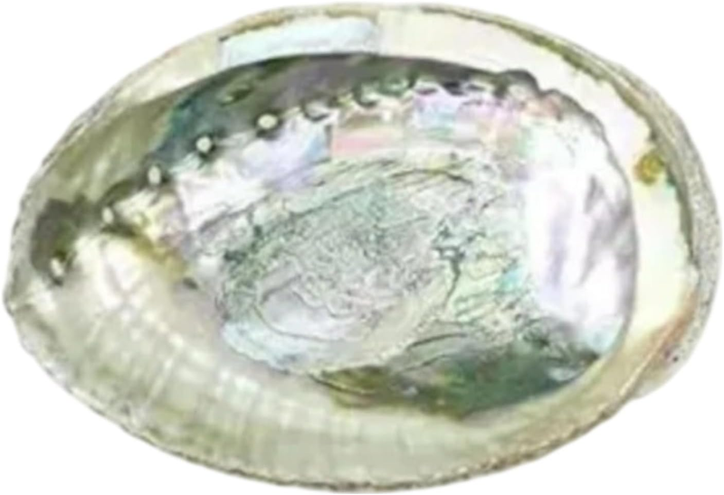 1Pcs Colorful Fashionable Large Abalone Shell Bowl, 4-4.5 Inch Exquisite Natural