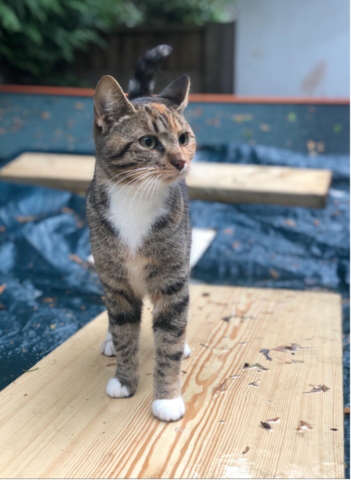 Tabby girl in Cardiff Gumtree