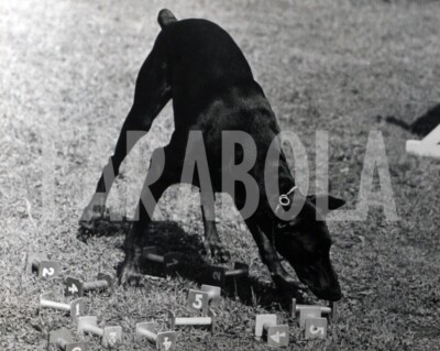 Foto vintage UK, Un esemplare di doberman, stampa 24X18 cm