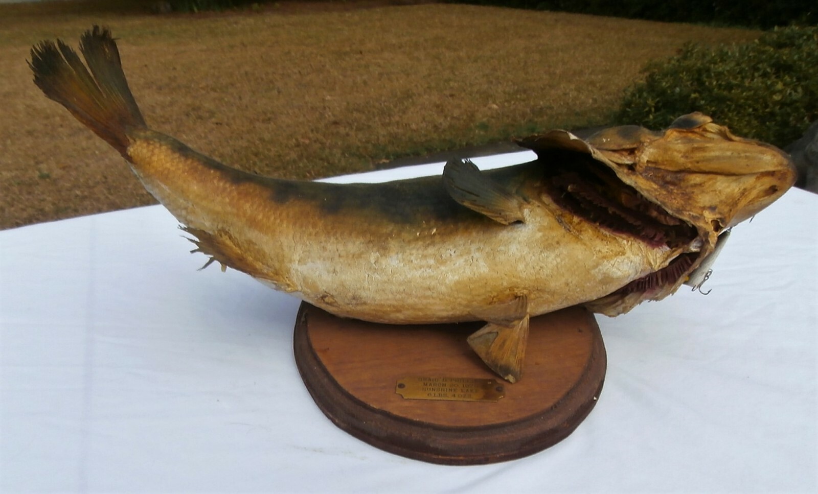 Vintage 17” Large Mouth Bass Live Skin Wall Mount