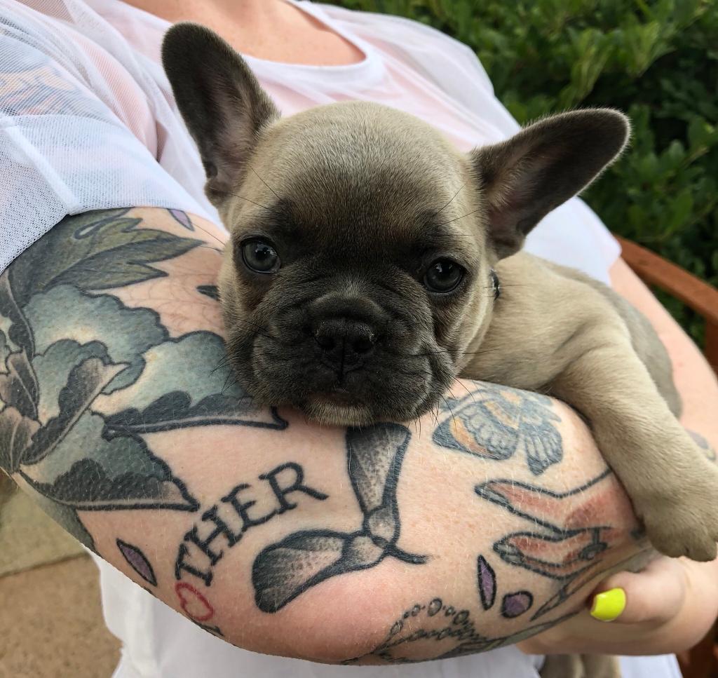 Quality litter of French Bulldog puppies | in Plymouth, Devon | Gumtree