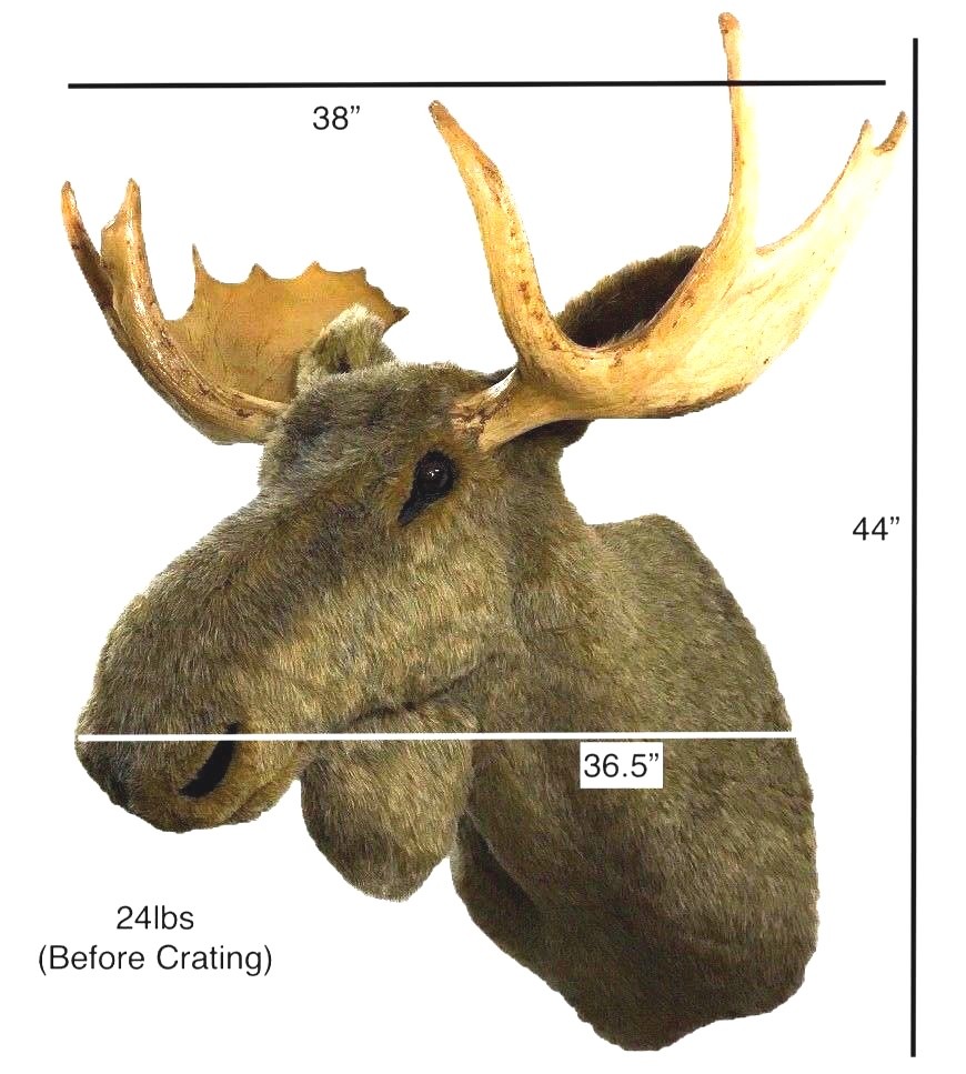 New Life Size Faux Moose Head Mount Hand-Crafted all Synthetic Materials