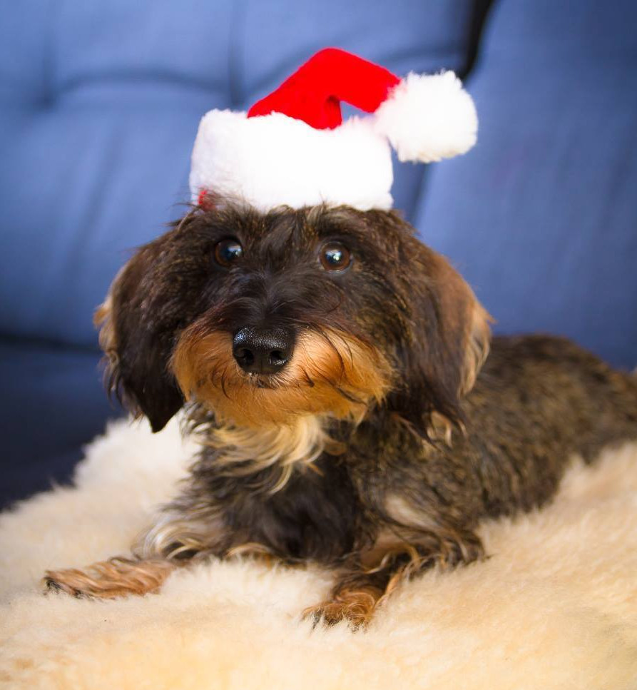 Amosfun Weihnachtsmütze Mit Geweih Für Hunde & Katzen – Niedliches Elch-Kostüm Für Weihnachtsfotos