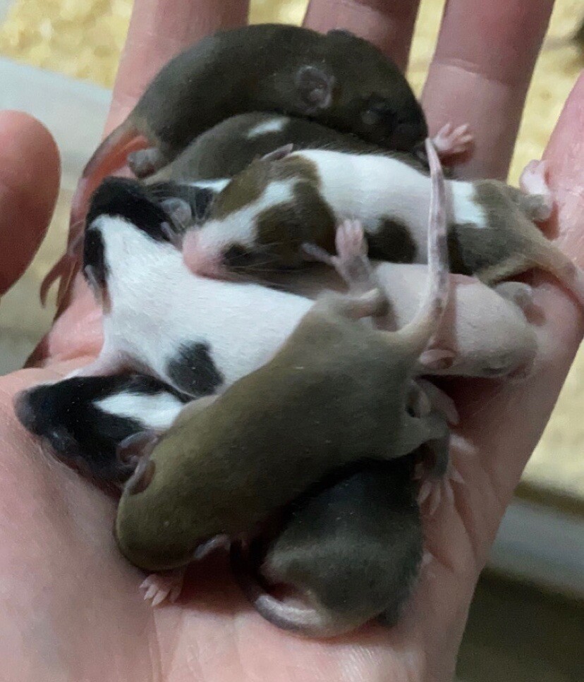 Mice for sale! Male and females in Dorchester, Dorset Gumtree